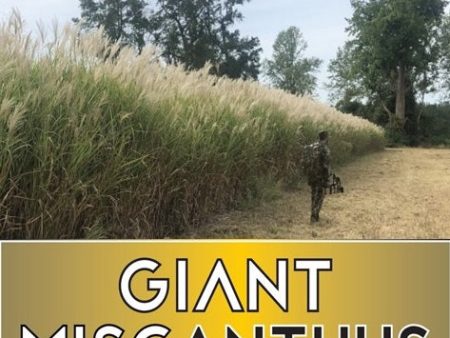 Real World Giant Miscanthus Fashion