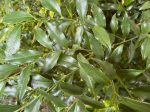 Sarcococca ruscifolia (Sweet Box, Christmas Box) Discount