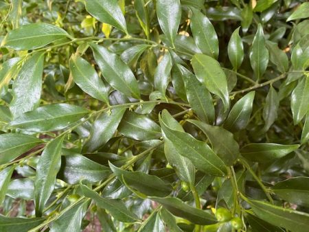 Sarcococca ruscifolia (Sweet Box, Christmas Box) Discount