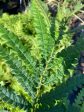 Comptonia peregrina (Sweet Fern) Hot on Sale