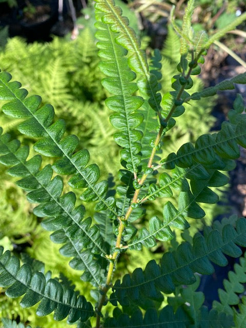 Comptonia peregrina (Sweet Fern) Hot on Sale