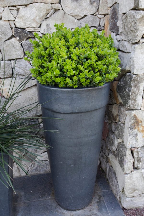 Wintergreen Boxwood For Discount