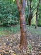 Acer griseum (Paperbark Maple) For Discount