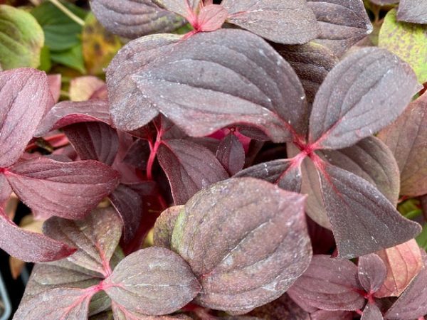 Cornus canadensis (Creeping Dogwood, Bunchberry) Supply