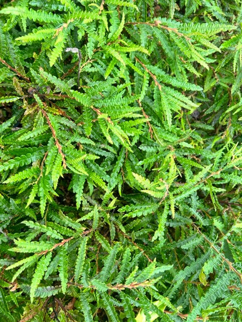 Comptonia peregrina (Sweet Fern) Hot on Sale