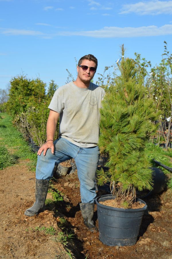 Eastern White Pine Online Sale