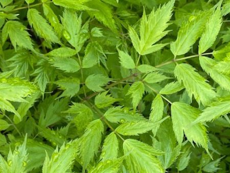 Cimicifuga racemosa  (Black Snakeroot) For Cheap