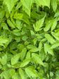 Cimicifuga racemosa  (Black Snakeroot) For Cheap