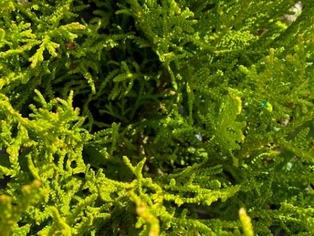 Thujopsis dolobrata  Nana  (Dwarf Hiba Cedar) Online Sale