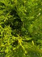 Thujopsis dolobrata  Nana  (Dwarf Hiba Cedar) Online Sale