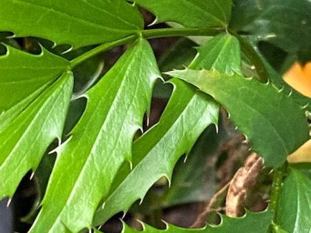 Mahonia fortunei  Curlyque  (Chinese Mahonia, Fortune s Mahonia) on Sale