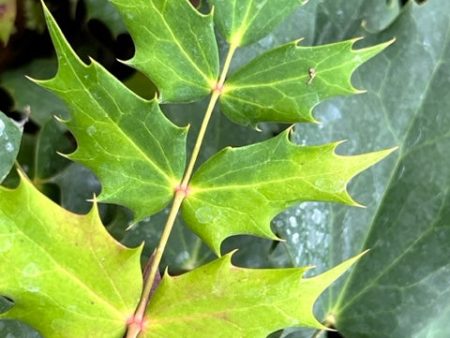 Mahonia bealei hybrids (Leatherleaf Mahonia) Online now