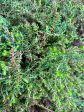 Empetrum nigrum (Crowberry) For Sale