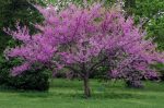 Eastern Red Bud Fashion