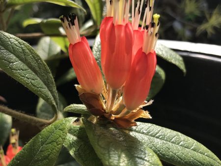 Rhododendron spinuliferum  (Species Rhododendron) Fashion