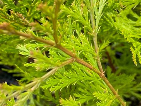 Calocedrus decurrens  (Incense Cedar) For Cheap