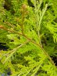 Calocedrus decurrens  (Incense Cedar) For Cheap