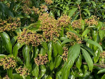 Viburnum cylindricum ZHNP (Tubeflower Viburnum) Online now