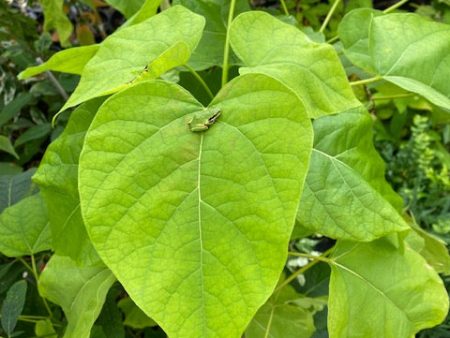 Catalpa bignonioides  Aurea  (Golden Catalpa) For Cheap