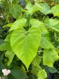 Catalpa bignonioides  Aurea  (Golden Catalpa) For Cheap