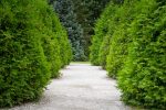 Thuja Green Giant Arborvitae- BEST SELLER- Discount available for orders of 12 or more on the 4-5 ft, 6 ft and 7-8 ft For Discount