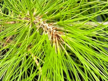 Pinus leiophylla (Chihuahua Pine) Supply