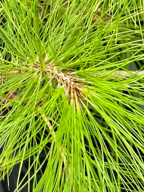 Pinus leiophylla (Chihuahua Pine) Supply