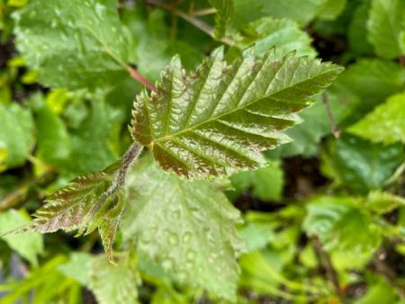 Betula papyrifera  (Paper Birch) Sale