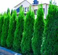 Emerald Green Arborvitae-  Thuja occidentalis  Online Hot Sale