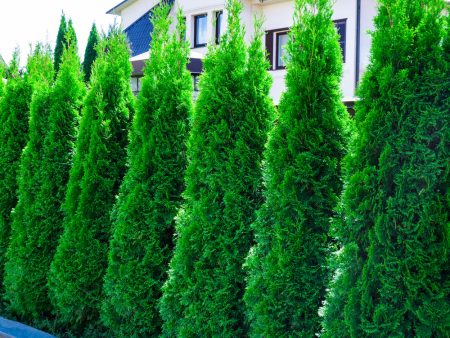 Emerald Green Arborvitae-  Thuja occidentalis  Online Hot Sale