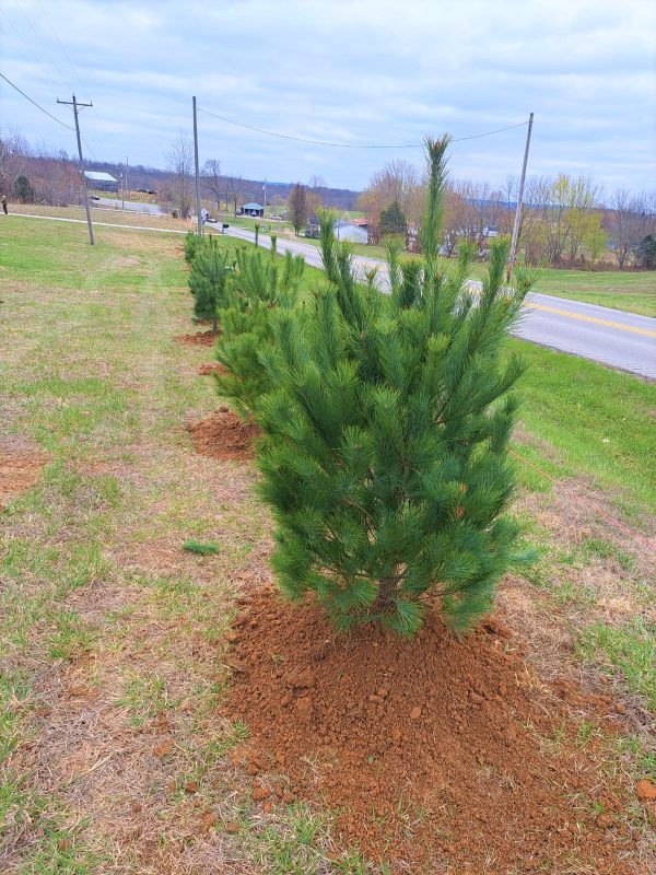 Eastern White Pine Online Sale