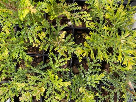 Austrocedrus chilensis (Chilean Incense Cedar) Sale