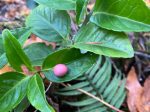 Euonymus sp. CDHM 14676 (Spindle Vine) Sale