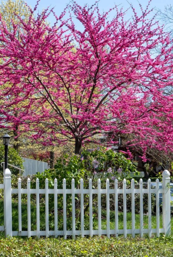 Eastern Red Bud Fashion