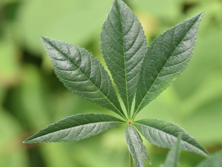 Aesculus glabra  LavaBurst  (Buckeye) Sale