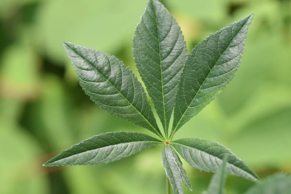 Aesculus glabra  LavaBurst  (Buckeye) Sale