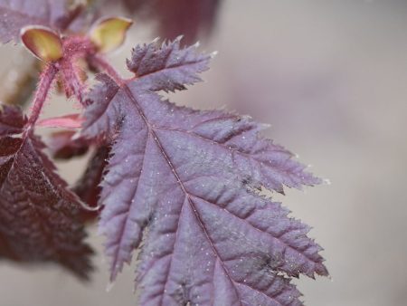 Corylus avellana  Burgundy Lace  (Burgundy Lace Filbert) Fashion