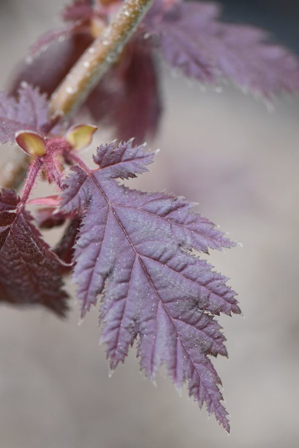 Corylus avellana  Burgundy Lace  (Burgundy Lace Filbert) Fashion