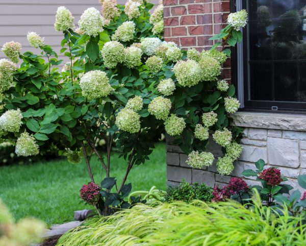 Limelight Hydrangea Bush Online Sale