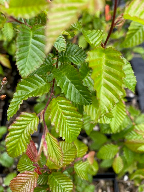 Carpinus coreana  (Korean Hornbeam) For Sale