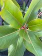 Arbutus menziesii (Pacific Madrone) Hot on Sale