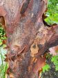 Acer griseum (Paperbark Maple) For Discount