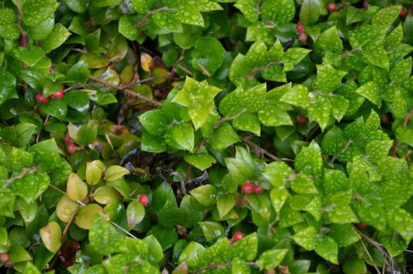 Gaultheria ovatifolia AH14-520  (Western Teaberry) on Sale