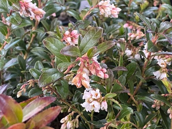 Vaccinium vitis-idaea  Koralle   (Lingonberry) Online now