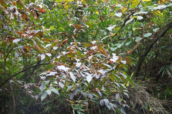 Clethra fargesii (Summersweet) For Sale