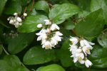 Deutzia glauca (Snow Flower) Online now