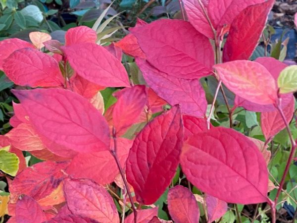 Stewartia pseudocamellia  (Stewartia) Online now