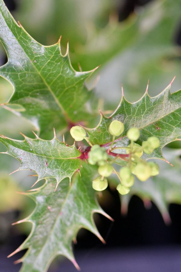 x Mahoberberis miethkeana  (Mahonia x Berberis) on Sale