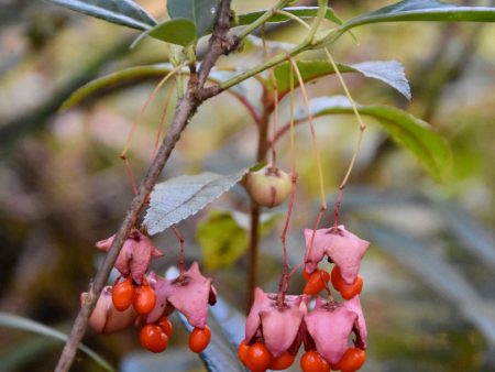 Euonymus frigidus ZHN17038 (Spindle Tree) For Cheap