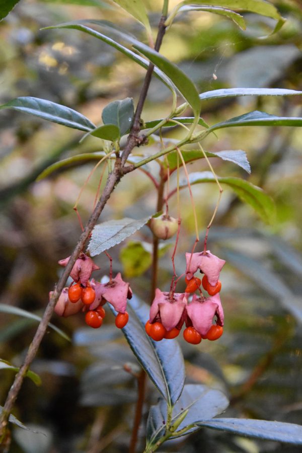 Euonymus frigidus ZHN17038 (Spindle Tree) For Cheap